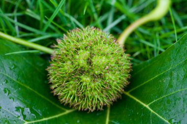 Chestnut with leaf on the grass